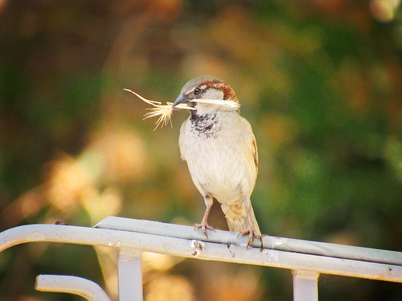 sparrow  grass  bird free photo
