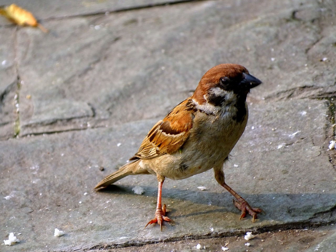 sparrow  bird  nature free photo