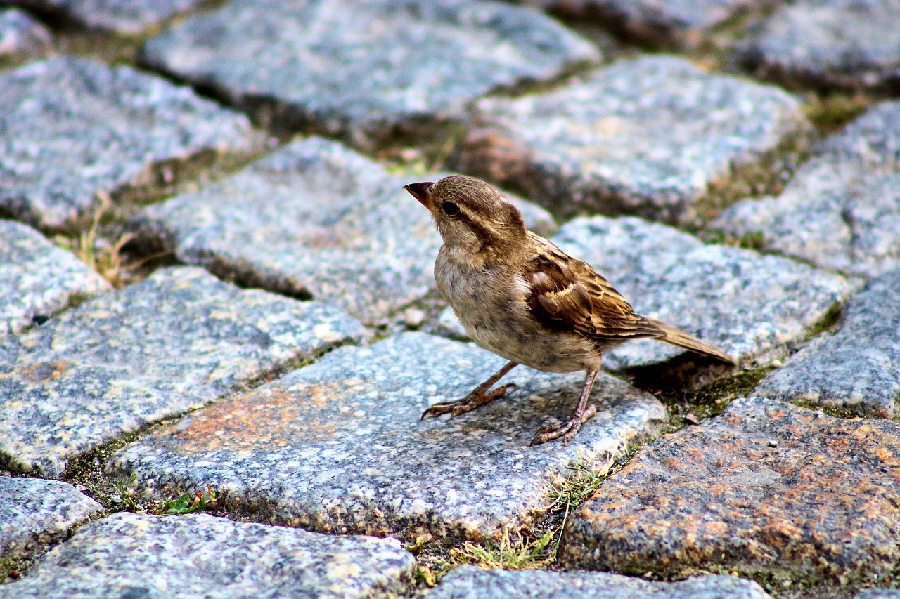 sparrow  bird  pavement free photo