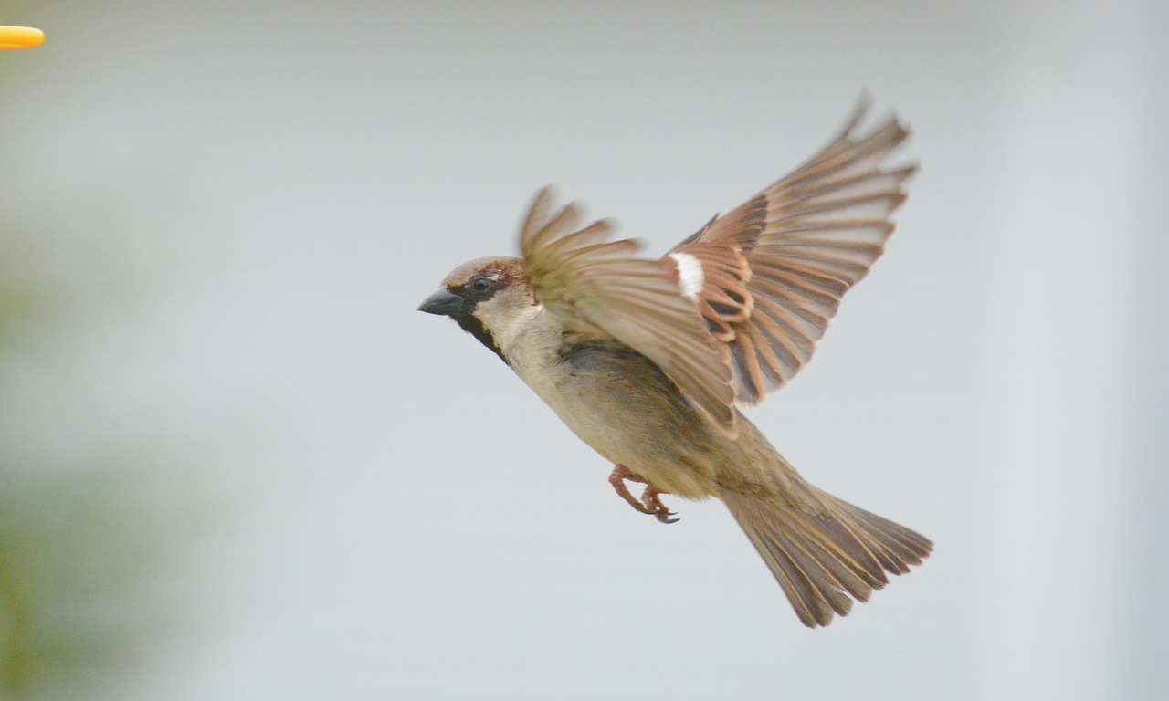 sparrow  bird  outdoor free photo