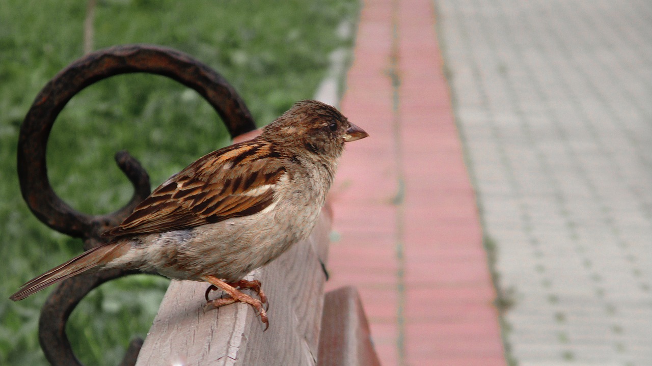 sparrow  bird  chick free photo