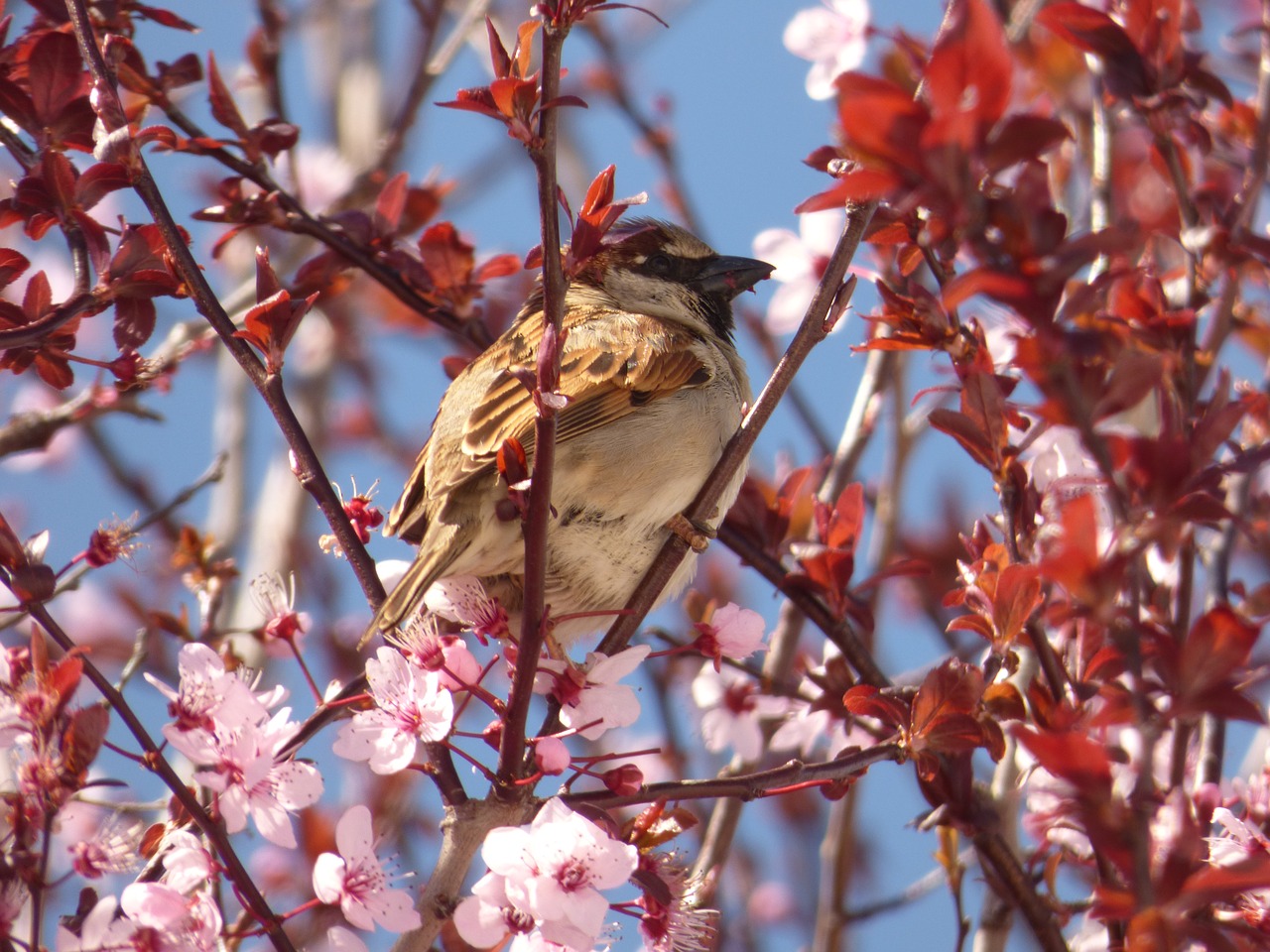 sparrow  tree  branch free photo