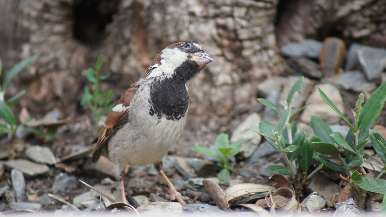 sparrow  nature  bird free photo