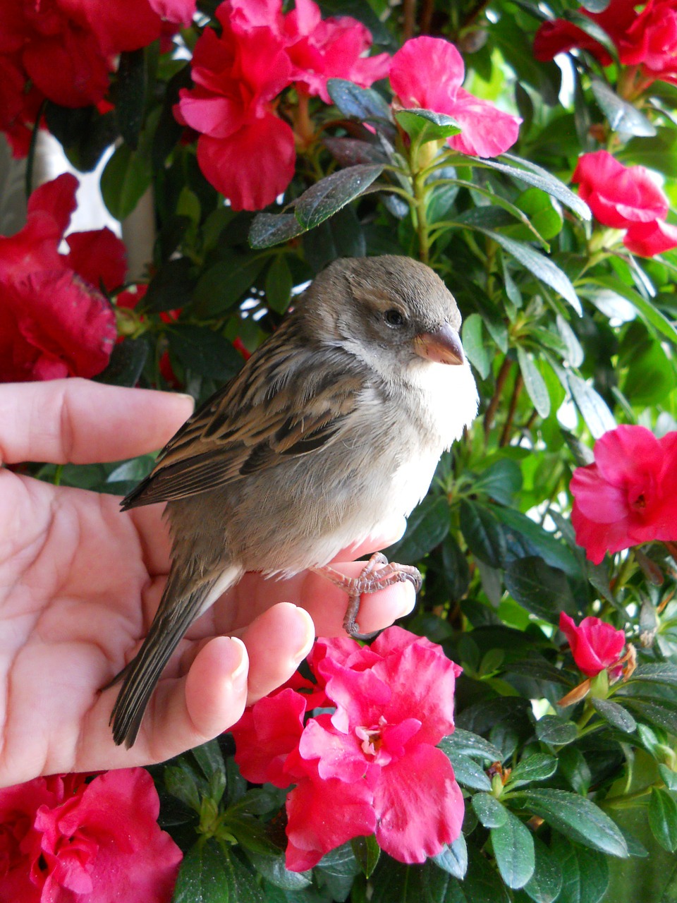 sparrow bird brown free photo