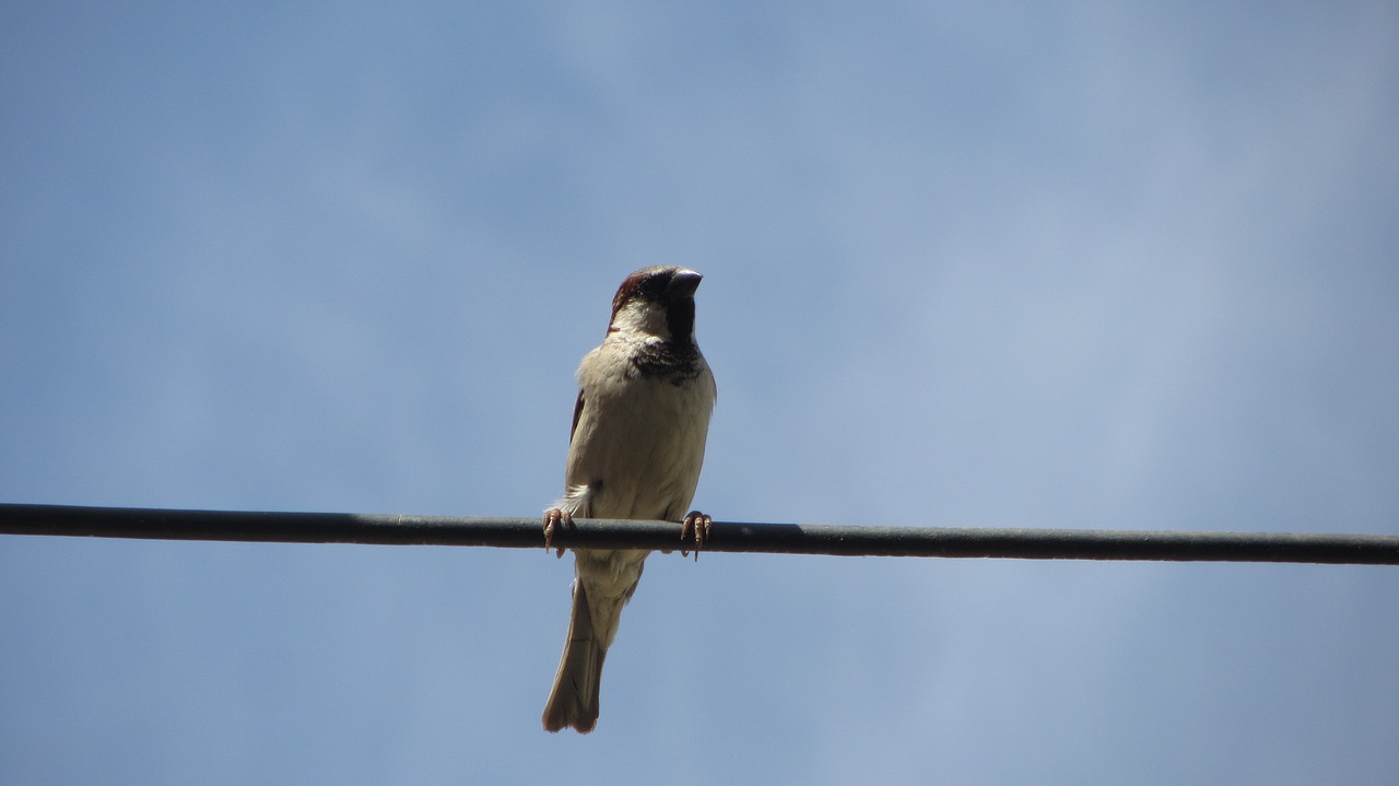 sparrow  sky  blue free photo