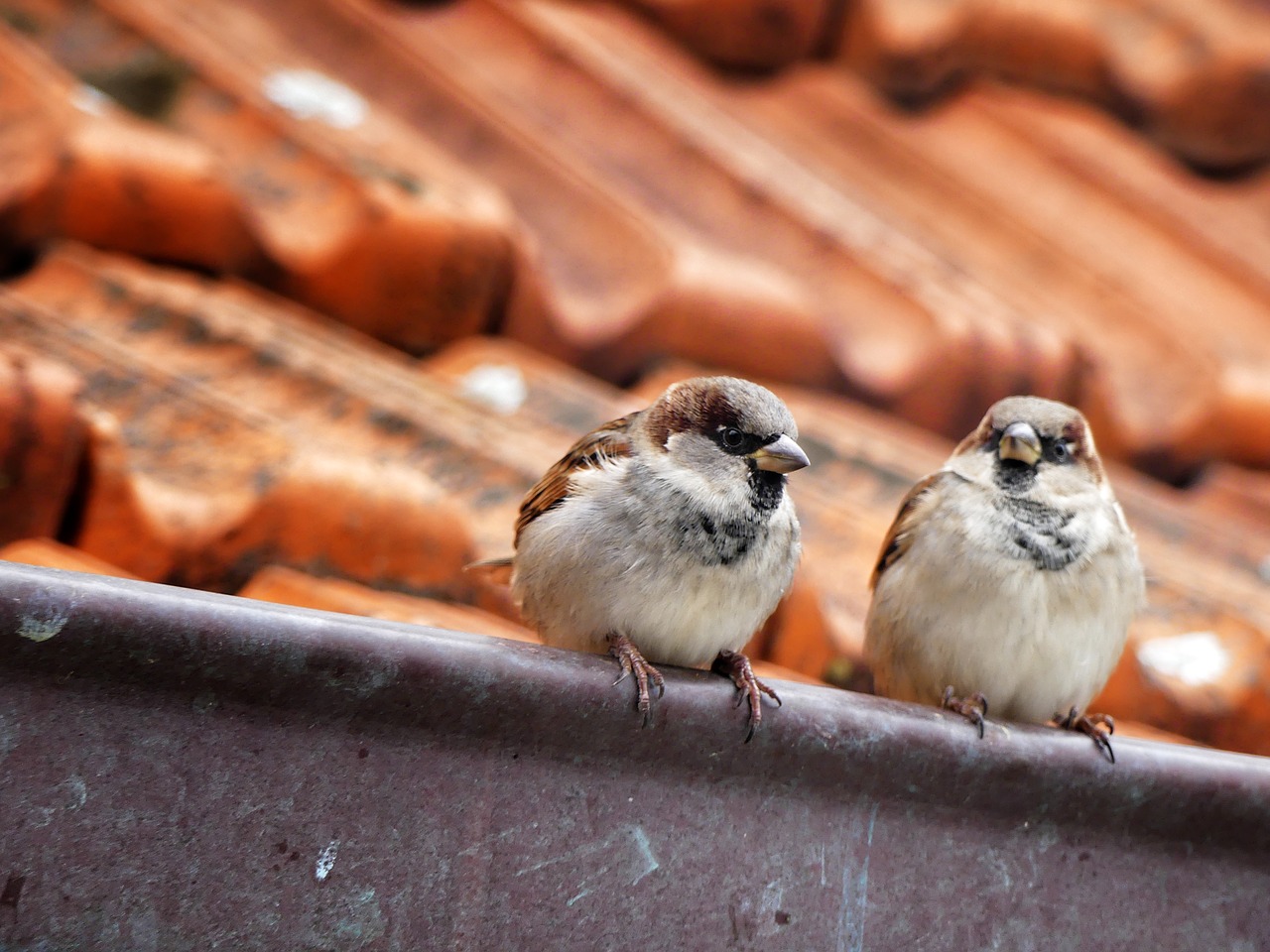 sparrow  bird  house free photo