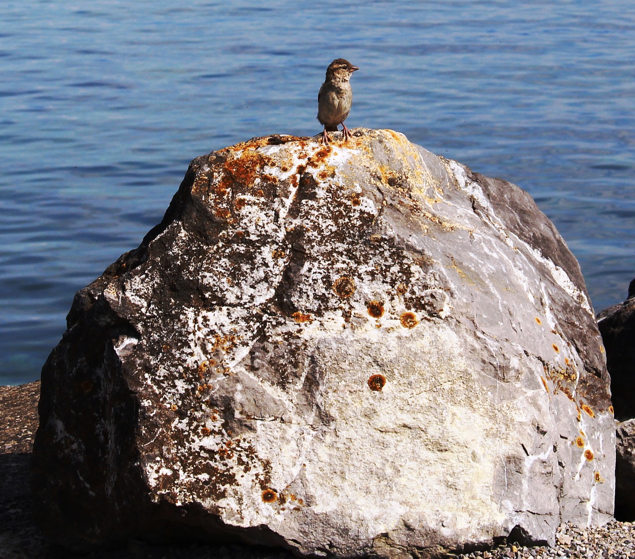 sparrow sperling river stone free photo
