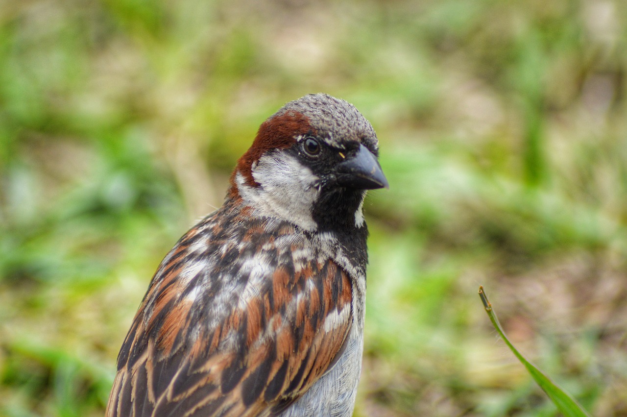 sparrow  birds  nature free photo