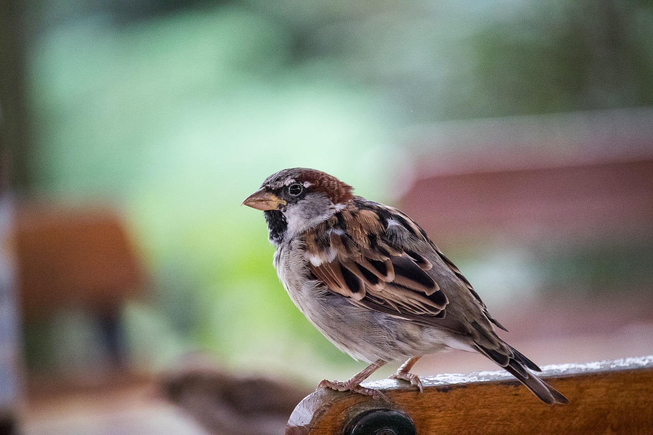 sparrow  sperling  bird free photo