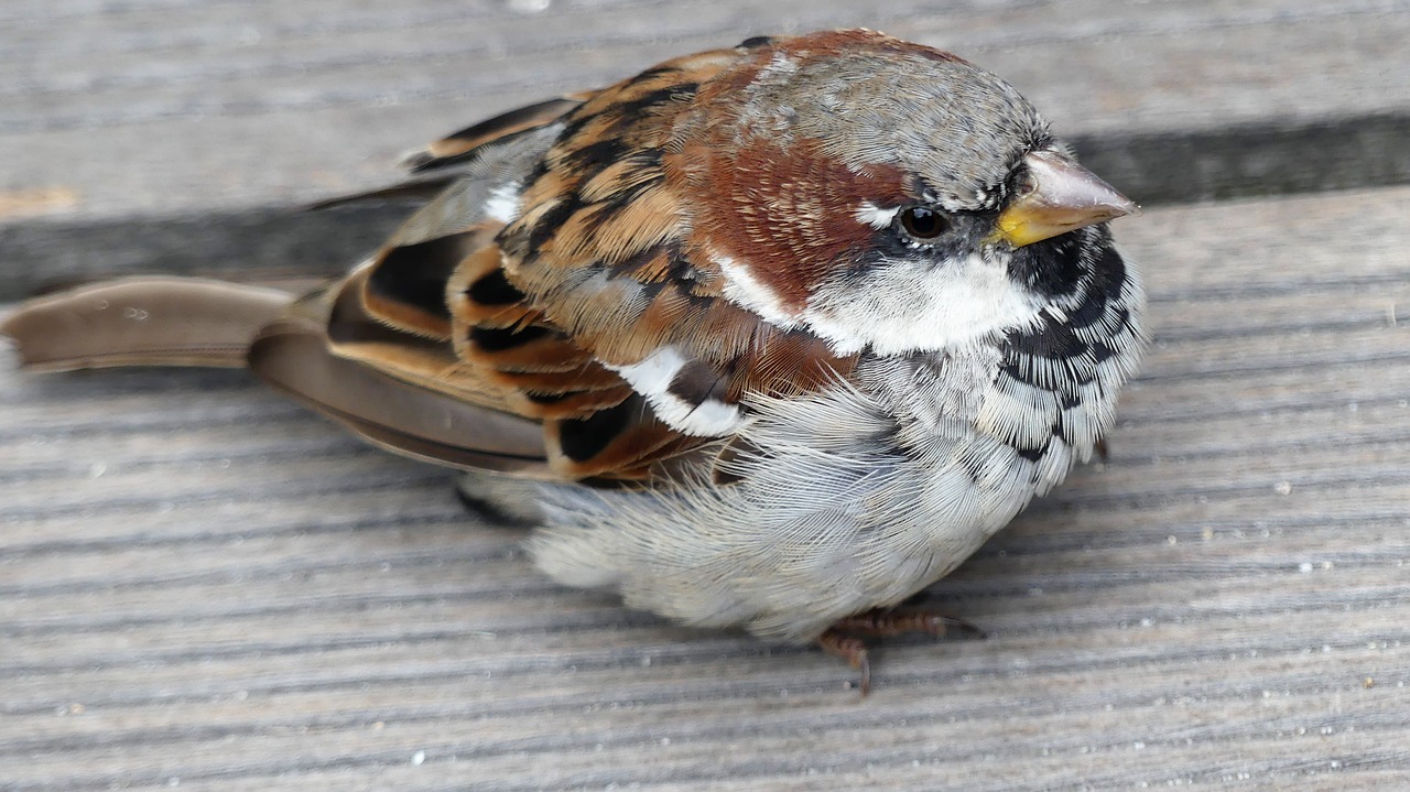 sparrow  bird  sperling free photo