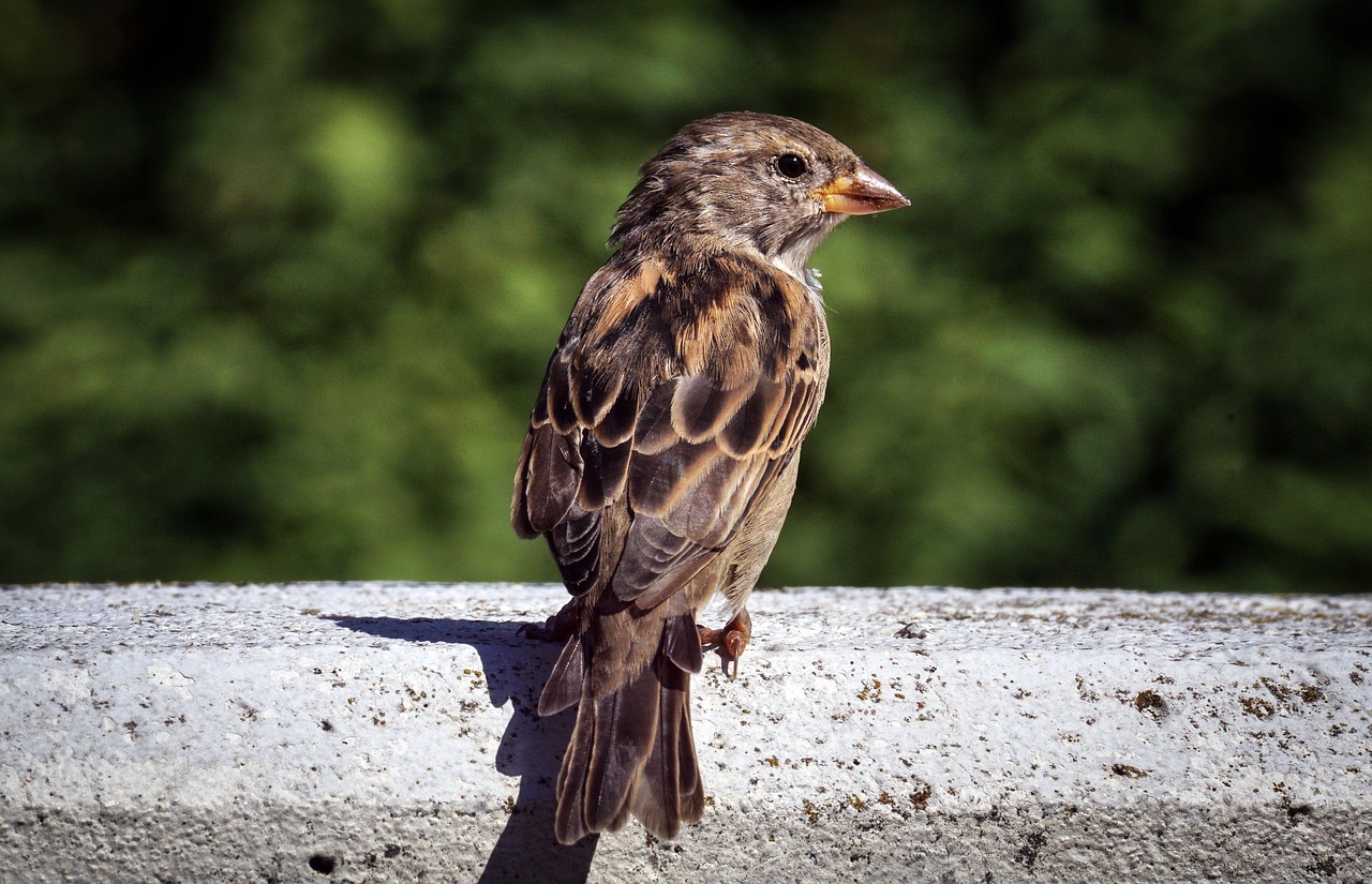 sparrow  bird  sperling free photo