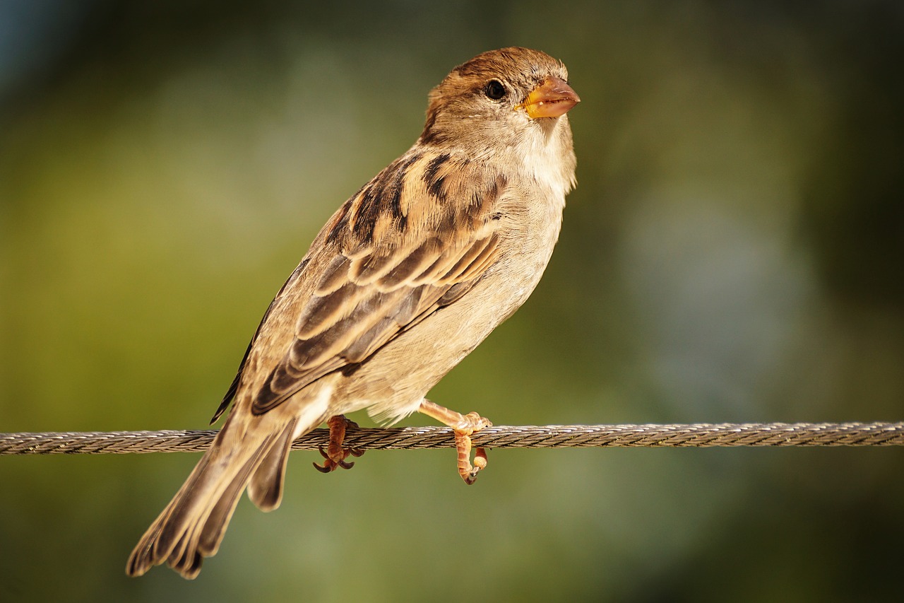 sparrow  sperling  bird free photo