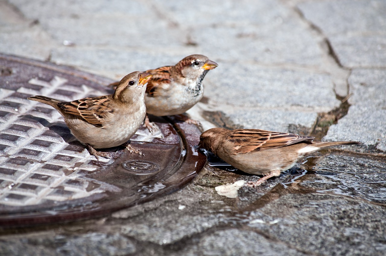 sparrow  bird  drink free photo