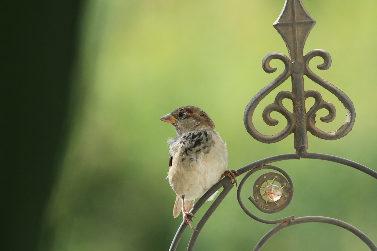 sparrow  sperling  bird free photo