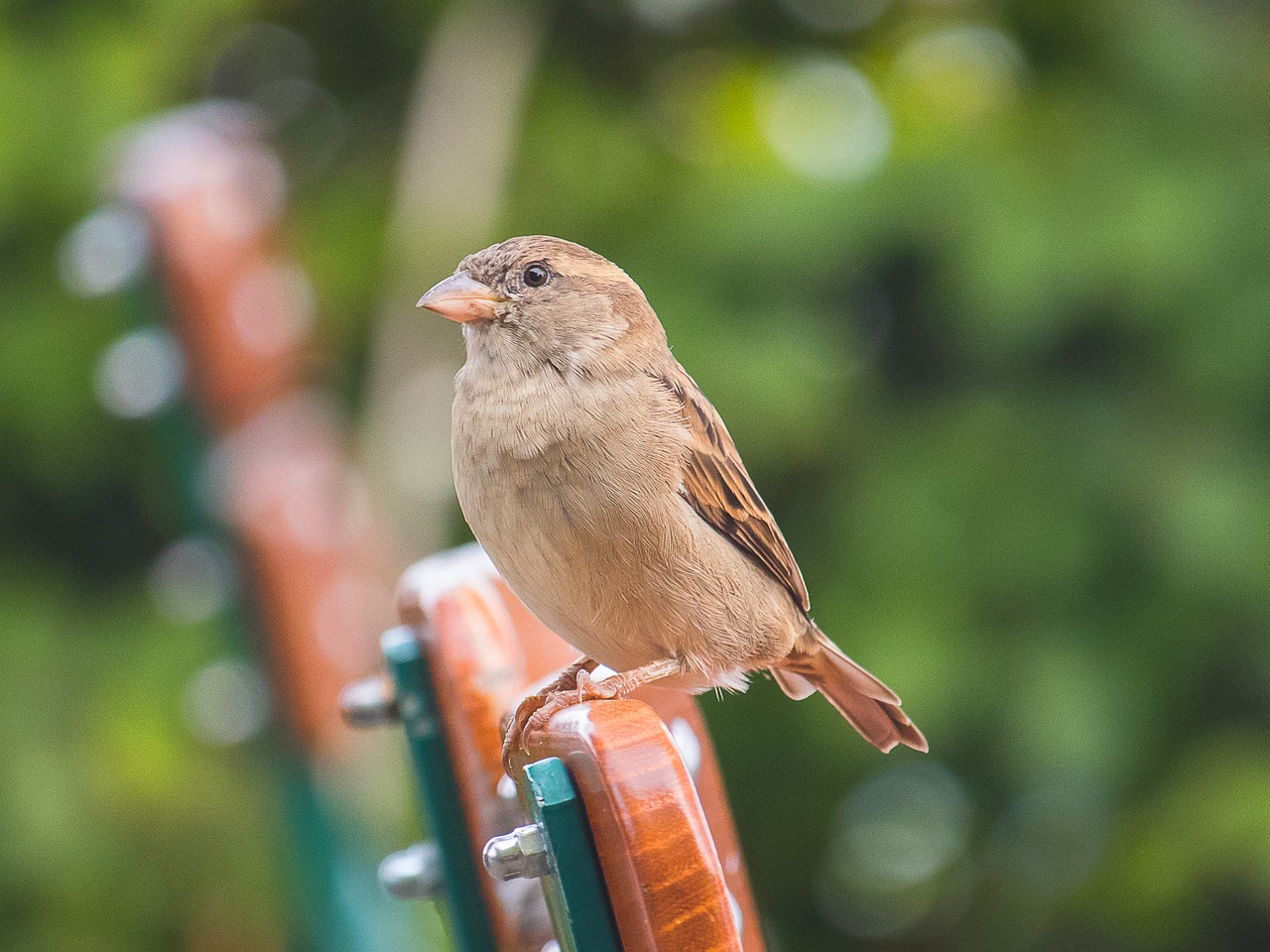 sparrow  sperling  bird free photo