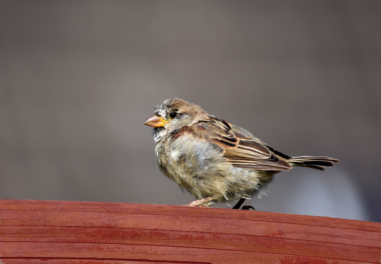 sparrow  bird  nature free photo