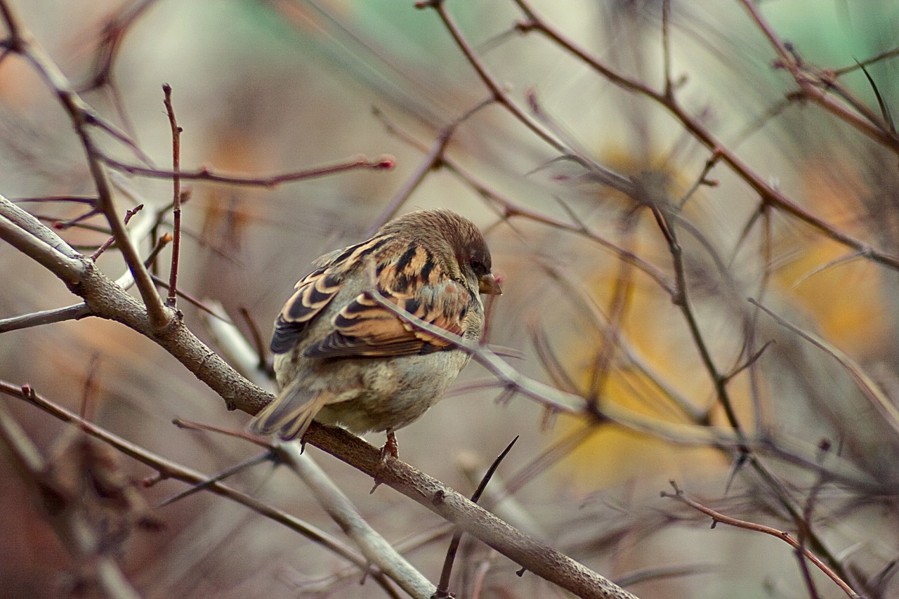 sparrow  bird  branch free photo