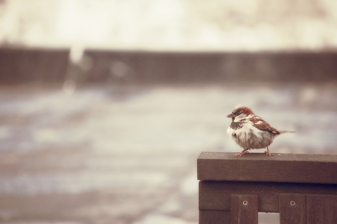 sparrow bird rain free photo