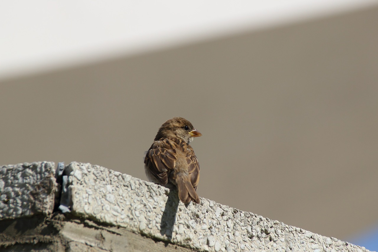 sparrow sperling songbird free photo