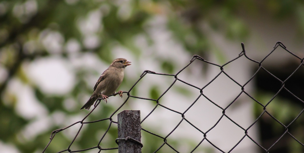 sparrow bird fence free photo