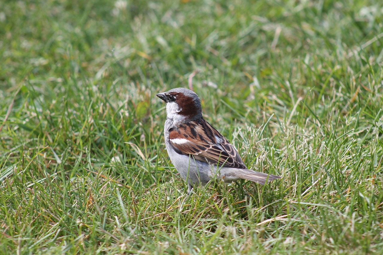 sparrow bird bill free photo