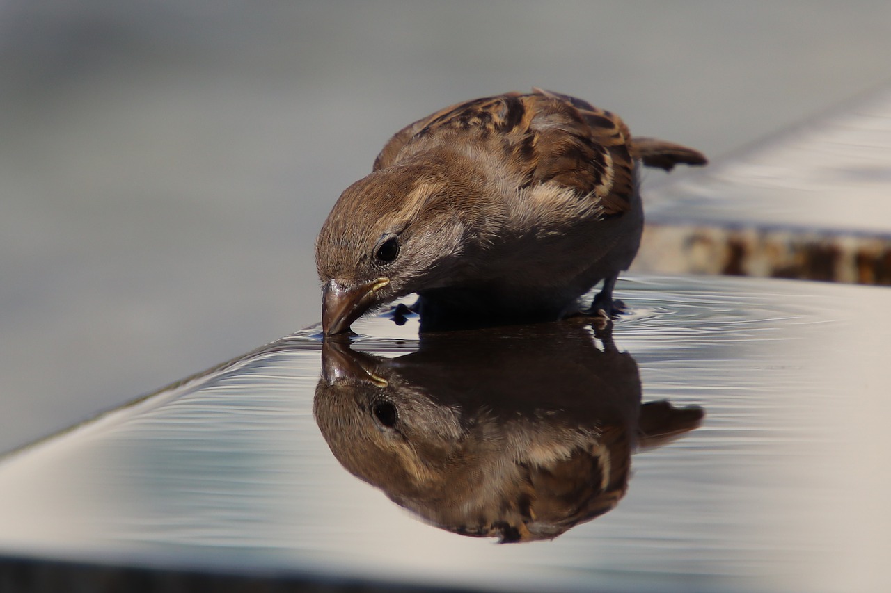 sparrow  sperling  house sparrow free photo