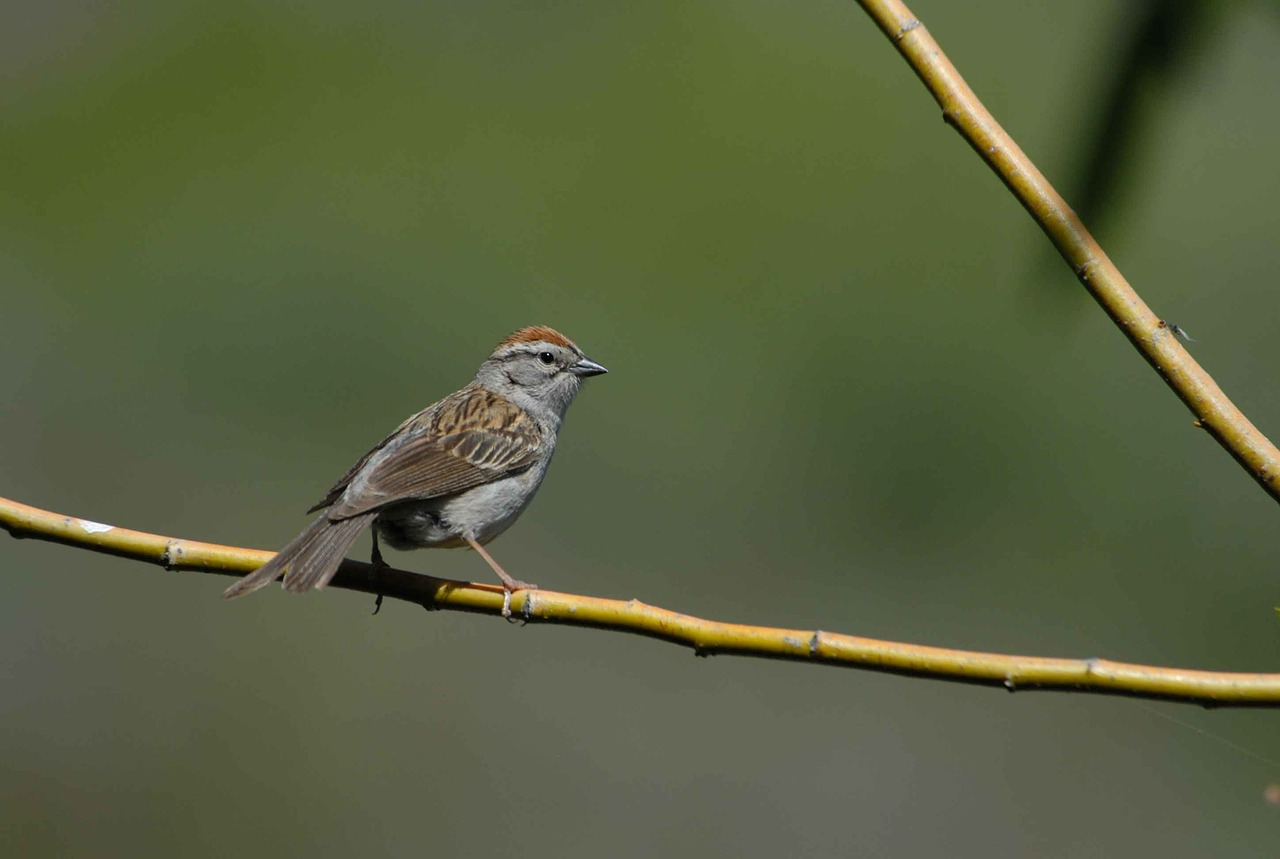 sparrow bird passerina free photo