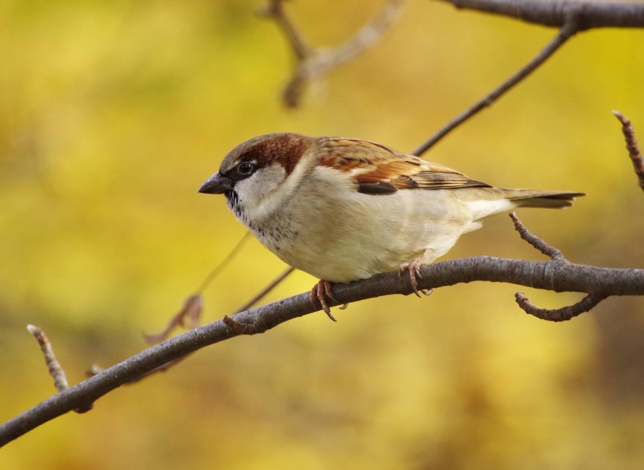 sparrow  branch  sperling free photo