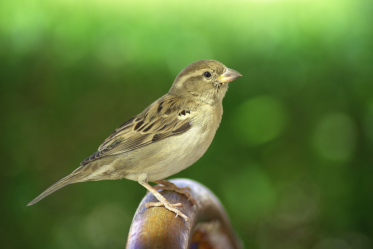 sparrow  bird  sitting free photo