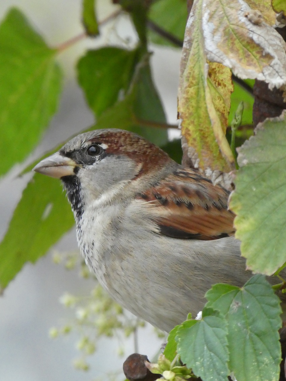 sparrow  bird  nature free photo