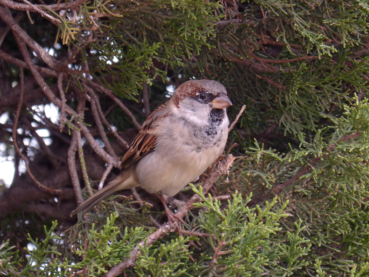 sparrow  seto  bird free photo