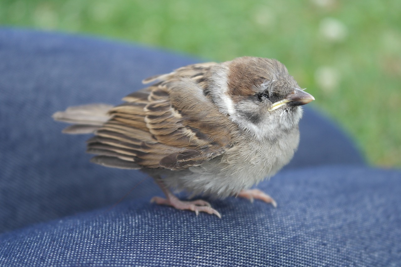 sparrow bird wildlife free photo