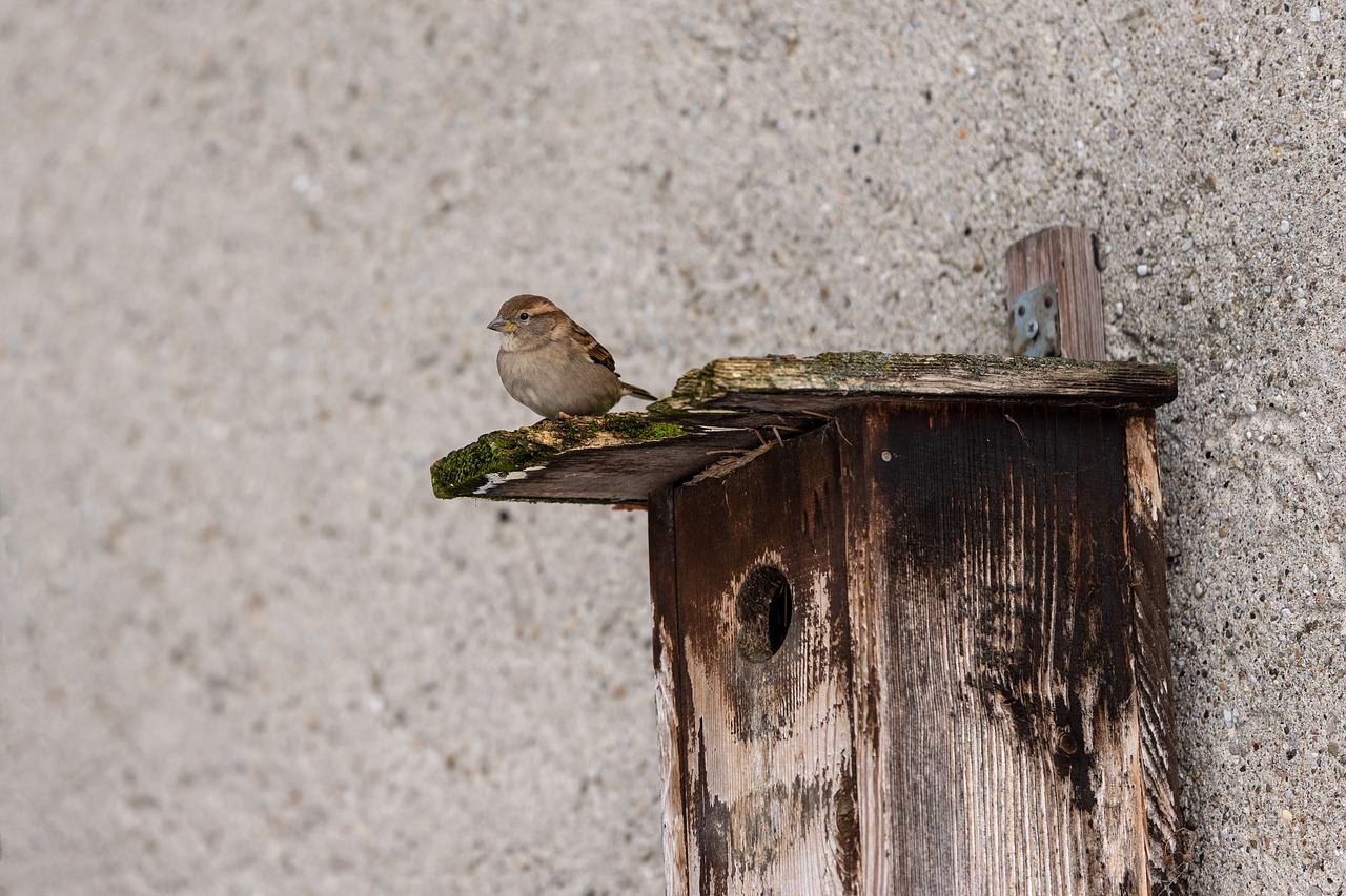 sparrow  aviary  sperling free photo