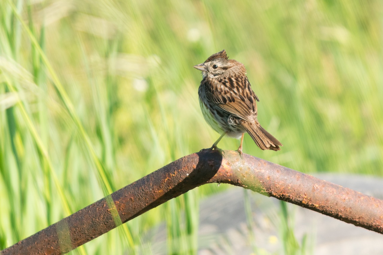 sparrow  bird  farm free photo