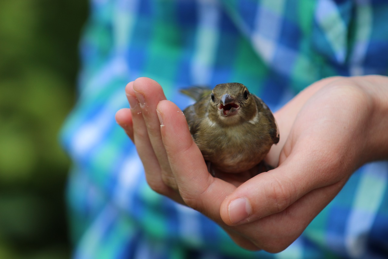 sparrow bird animals free photo