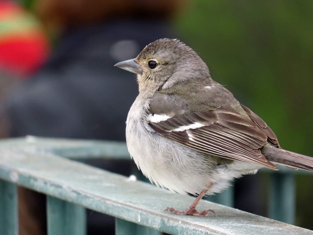 sparrow  bird  madeira free photo