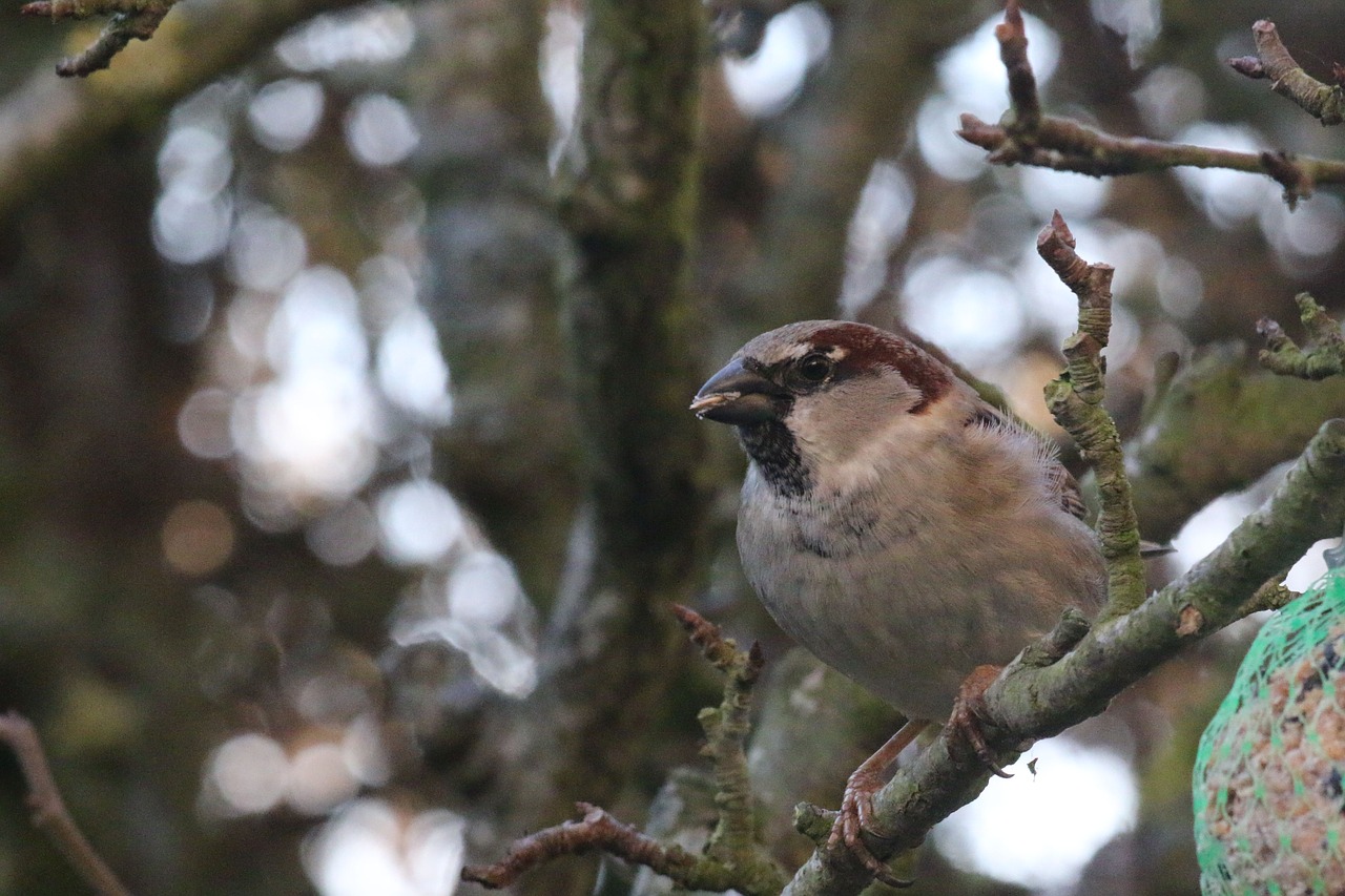 sparrow  bird  nature free photo