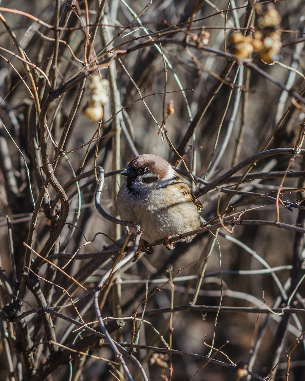 sparrow  bird  animal free photo