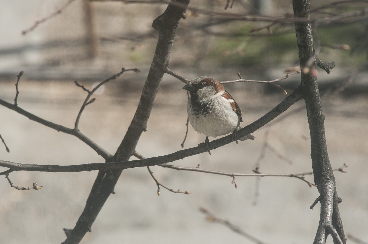sparrow  branch  close free photo