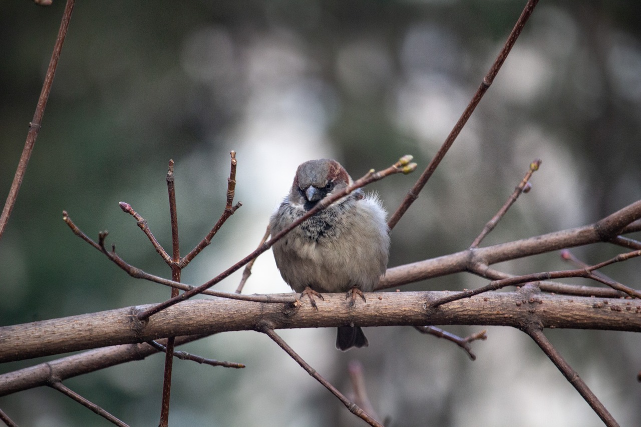 sparrow  bird  nature free photo