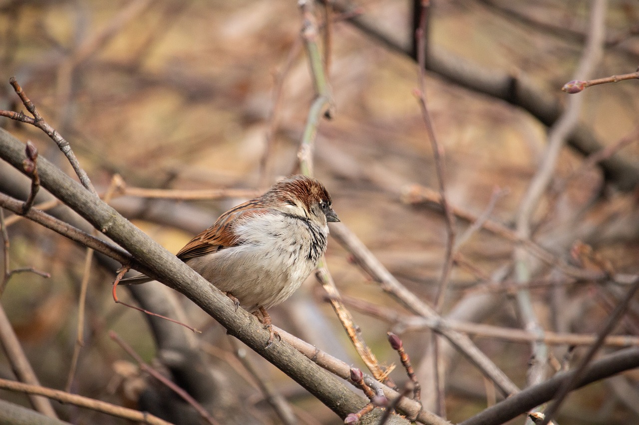 sparrow  bird  nature free photo