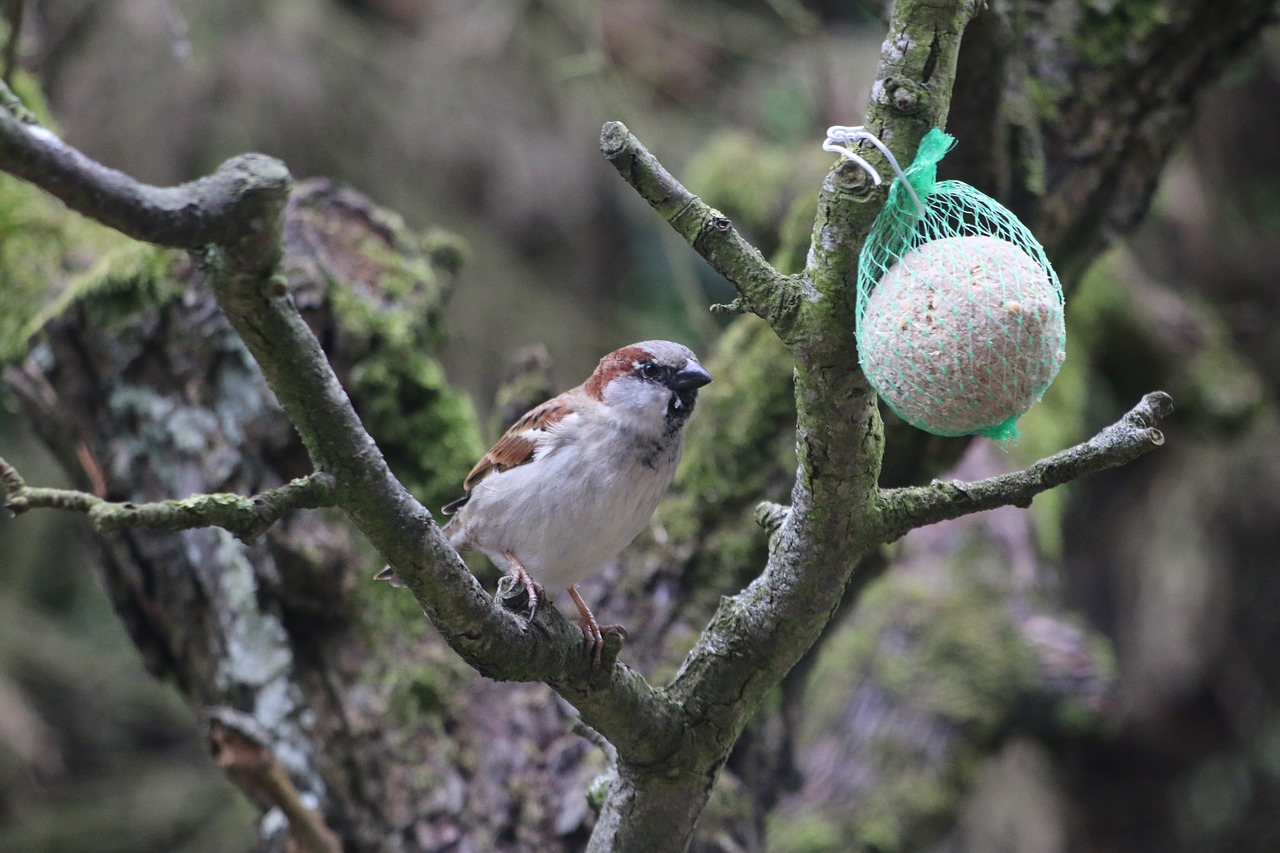 sparrow  bird  nature free photo