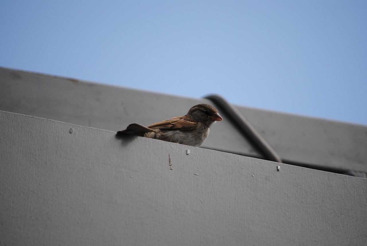 sparrow wait bird free photo