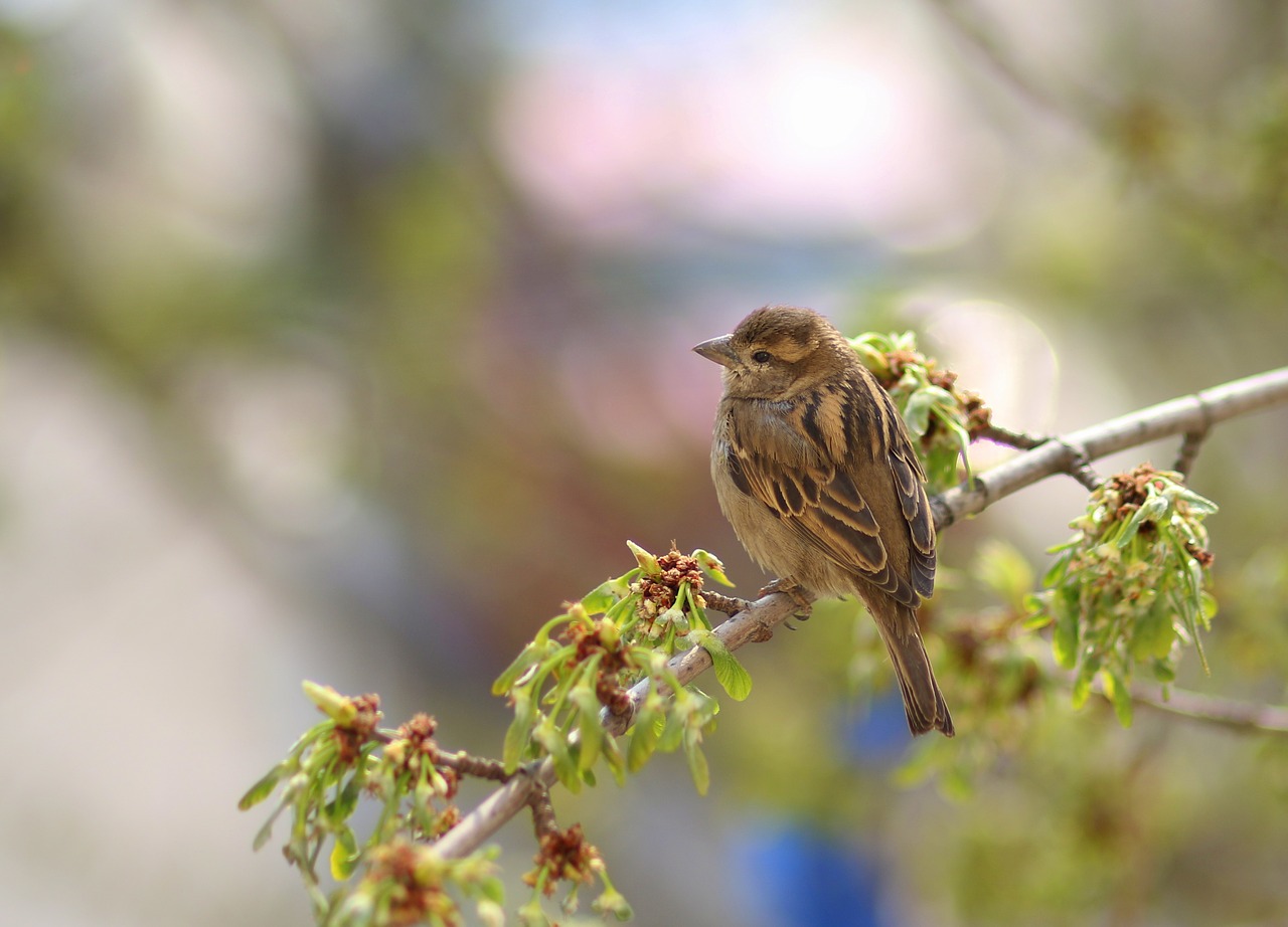 sparrow  birds  casey free photo