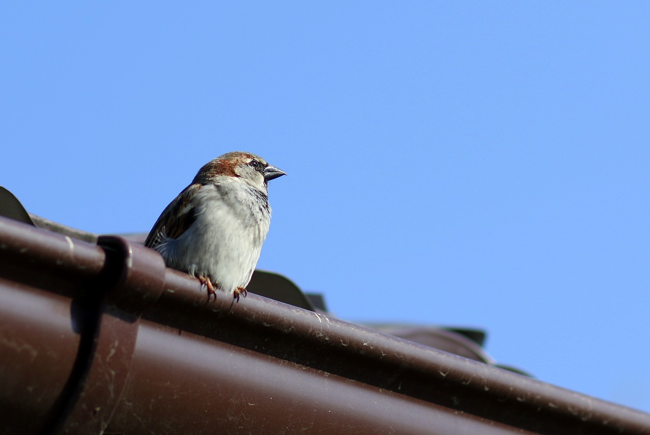 sparrow  birds  rest free photo