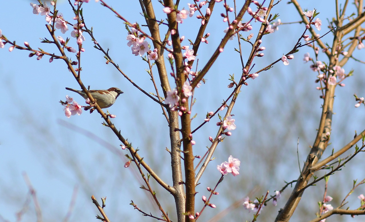 sparrow  birds  tree free photo