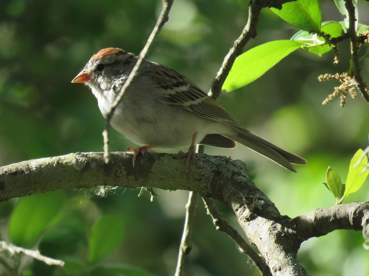 sparrow  closeup  tree free photo