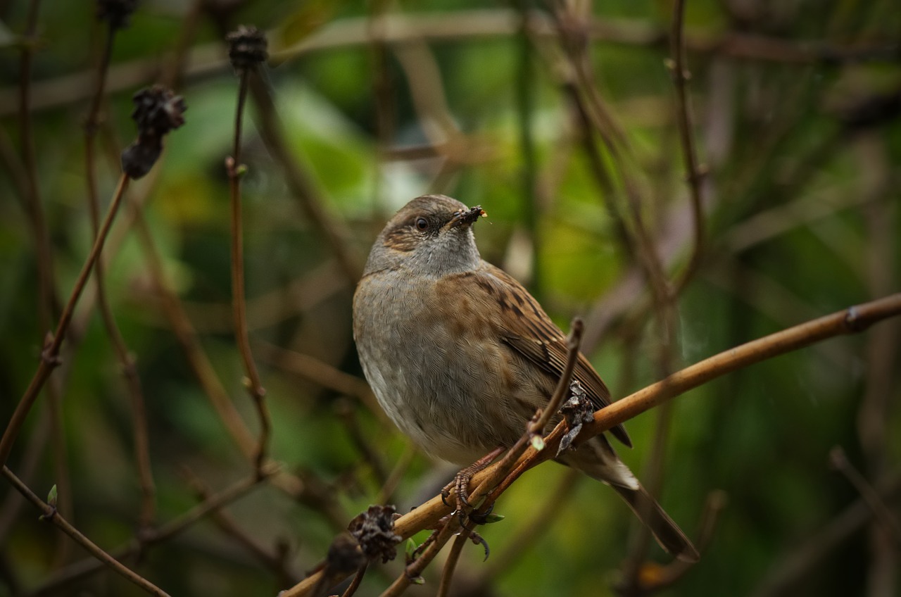 sparrow  bird  nature free photo