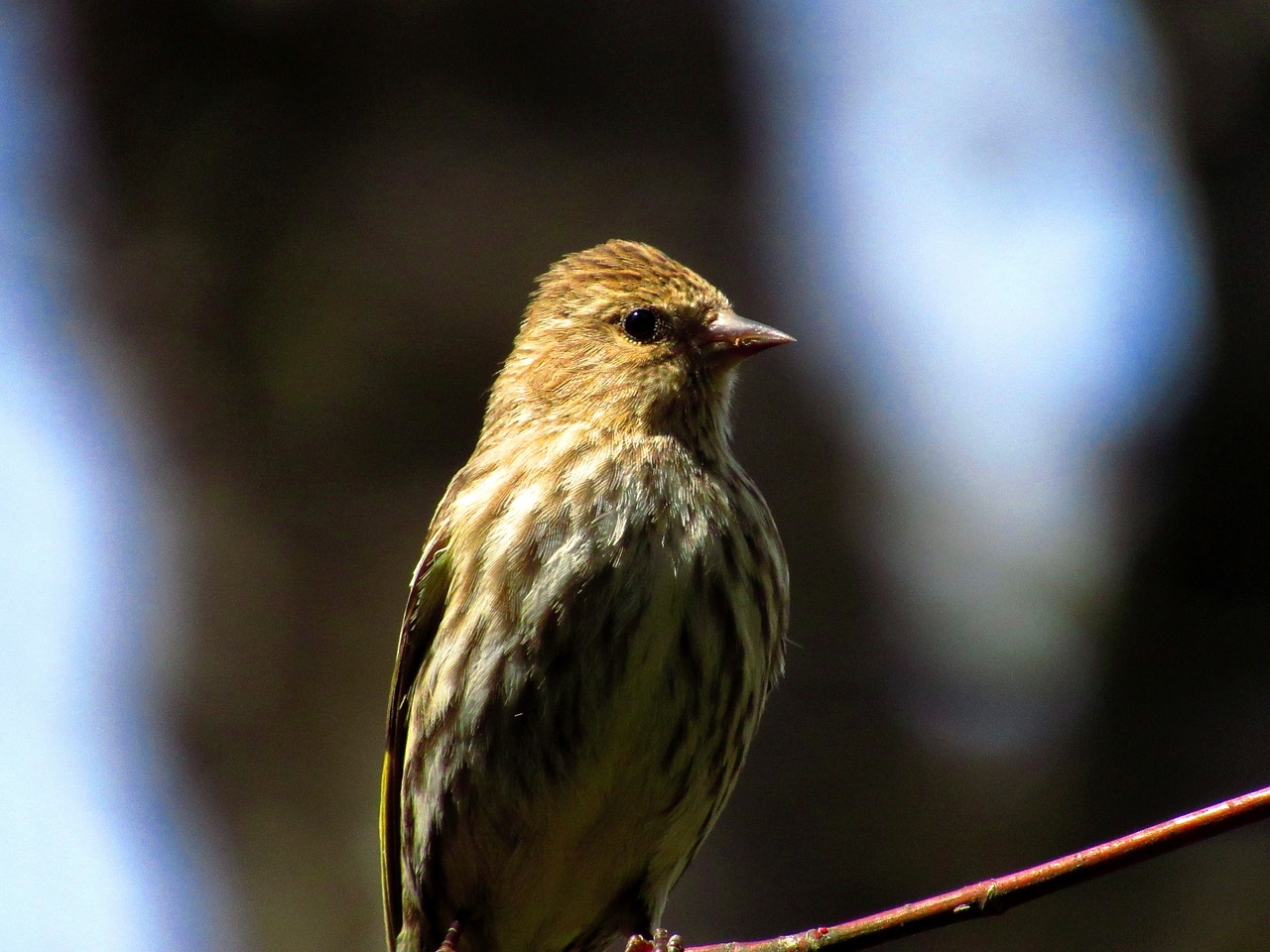 sparrow  bird  nature free photo