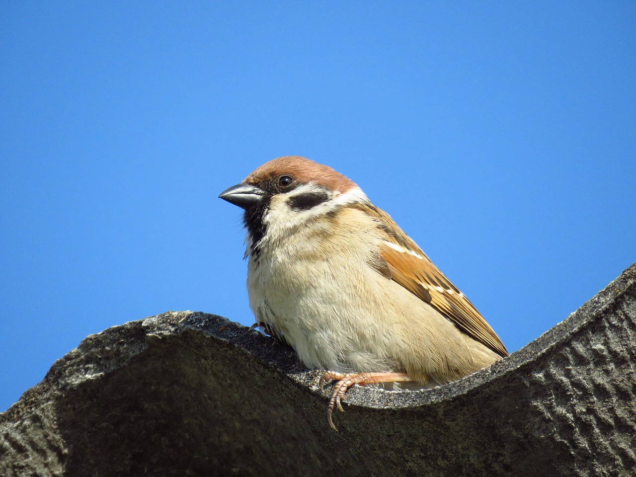 sparrow  bird  nature free photo